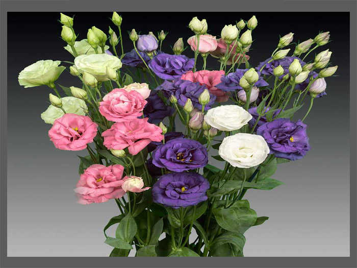 All About Lisianthus Flowers