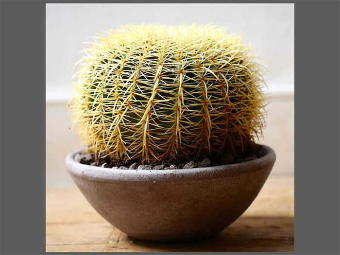 Introduction to Echinocactus, Echinocactus Cactus Care and Growing Guide