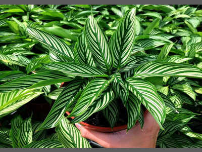 Introduction to Calathea, Calathea Care and Growing Guide