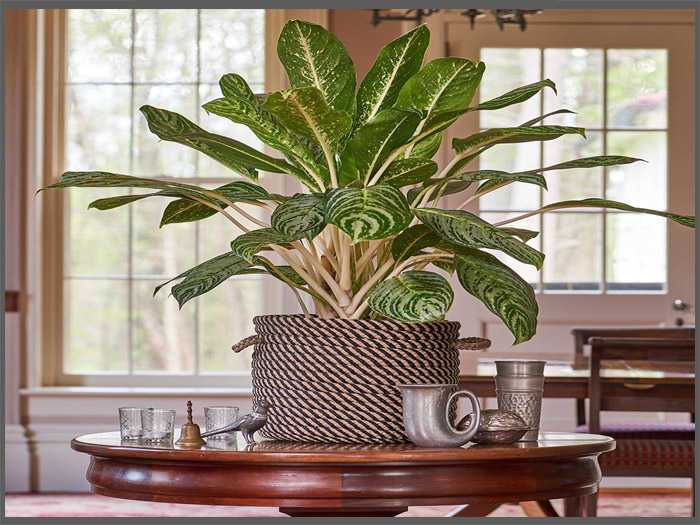 Introduction to Aglaonema