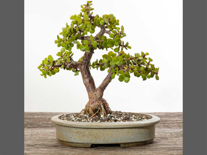 Introduction to Crassula Bonsai