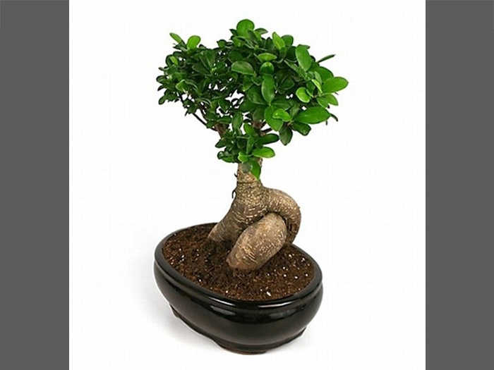 Introduction to Bonsai