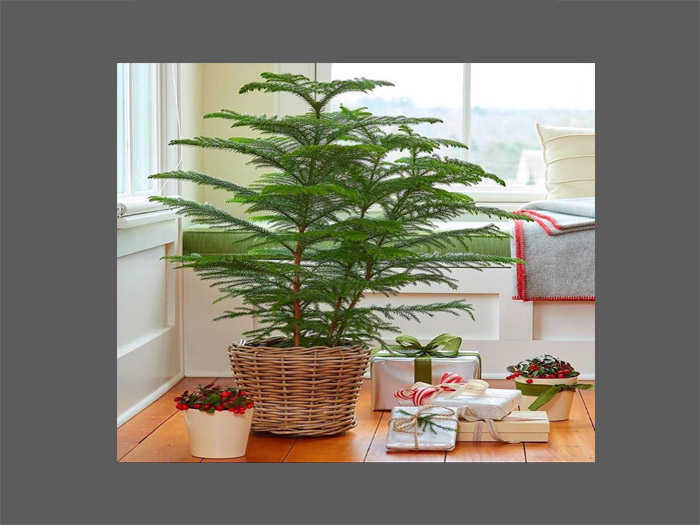 Introduction to Norfolk Island Pine