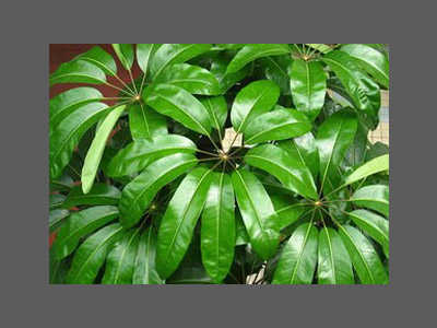 Introduction to Schefflera (Umbrella Plant)