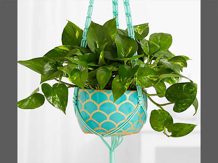 Pothos Plant Guide