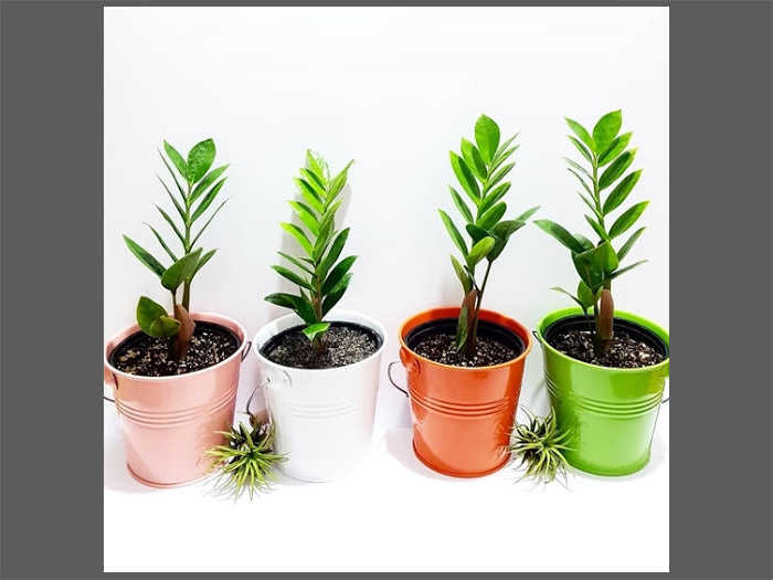 Getting to Know the ZZ Plant