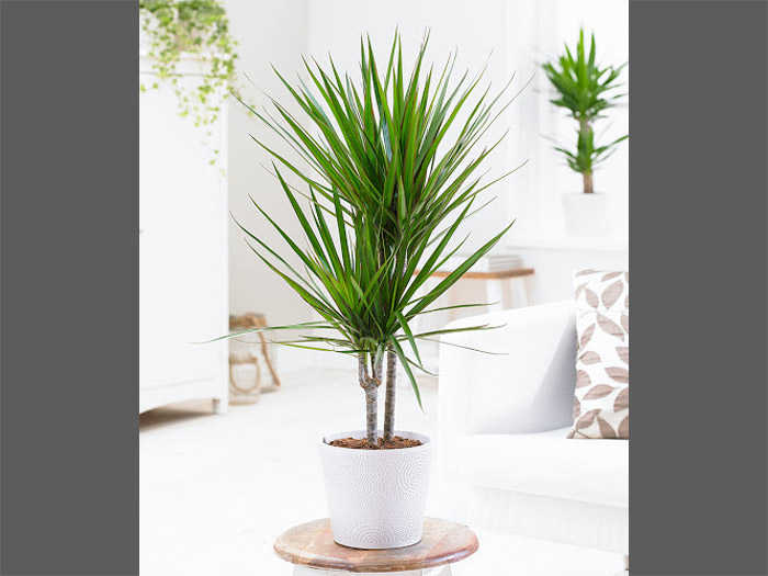 Getting to Know the Dracaena Plant