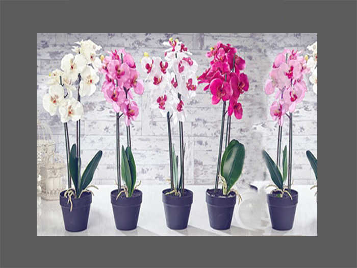 Introduction to Orchids