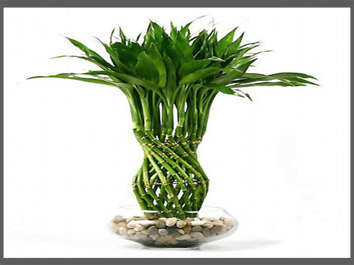 Introduction to Lucky Bamboo