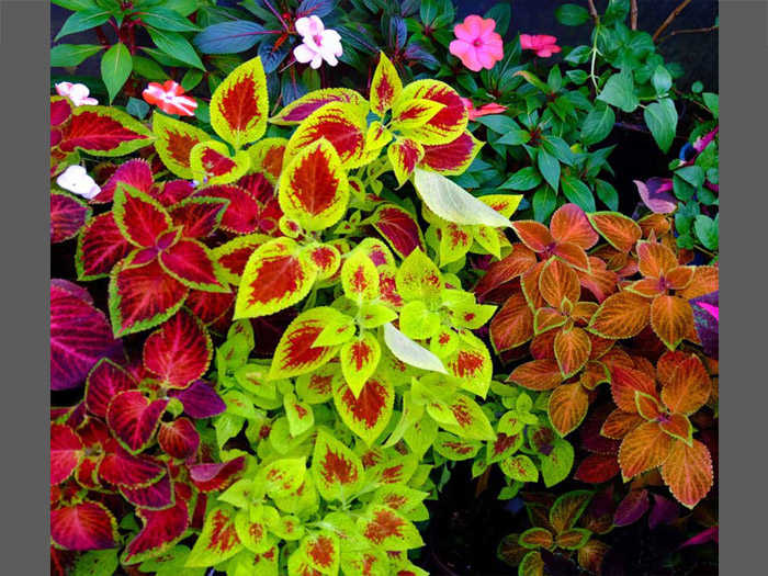 Getting to Know the Coleus Plant