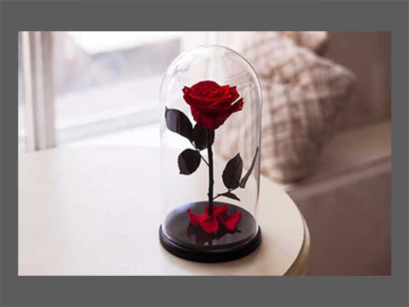 Introduction to Eternal Roses