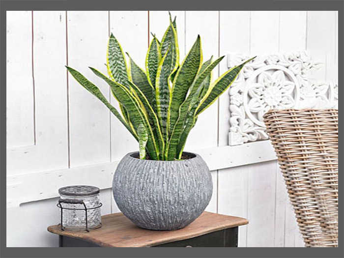 Introduction to the Sansevieria Plant