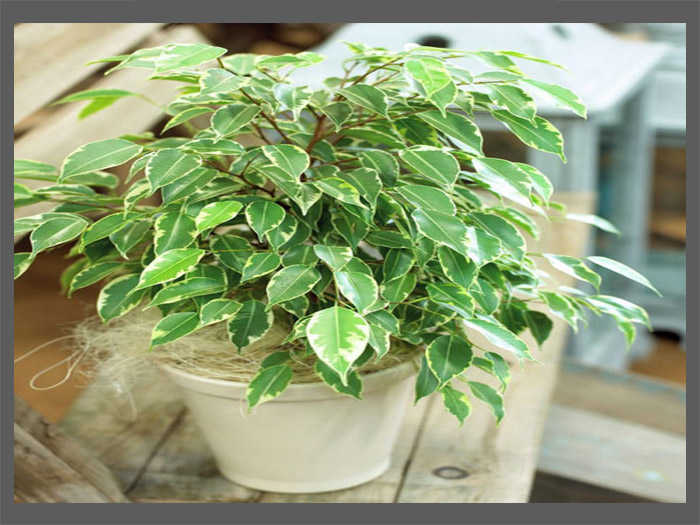 Getting to Know the Ficus Benjamina Plant