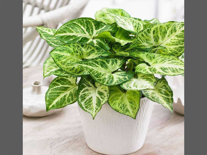 Introduction to the Syngonium Plant