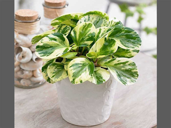 Introduction to the Variegated Peperomia Plant