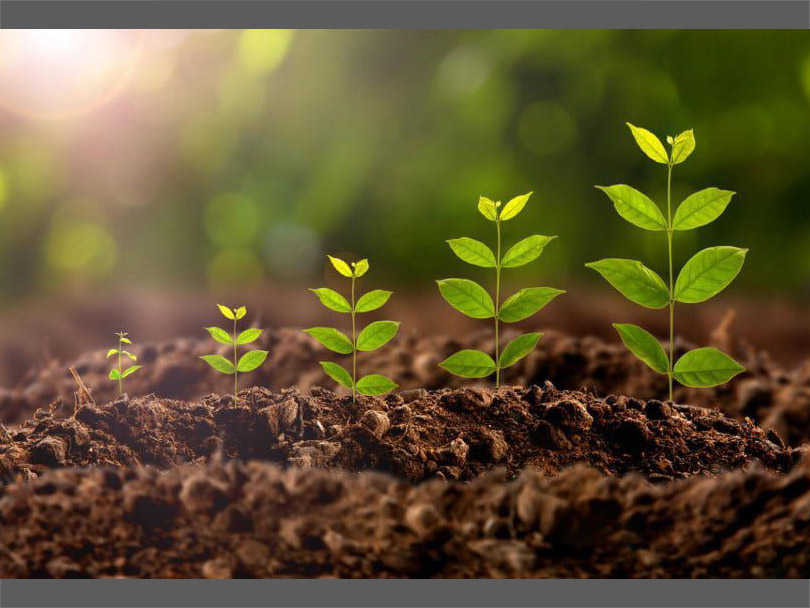 What Are the Environmental Requirements and Conditions for Plant Growth?