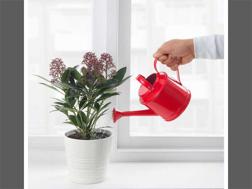 The Proper Way to Water Houseplants
