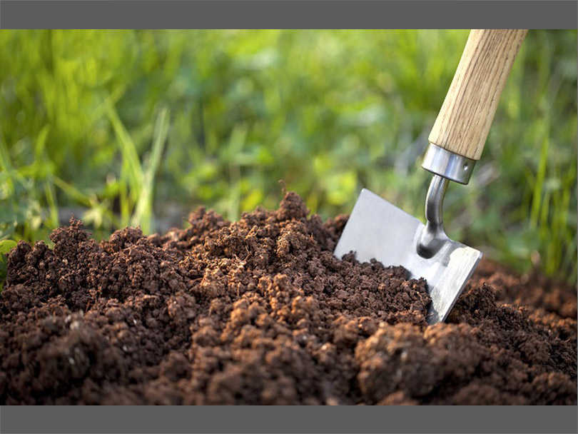 How to Choose the Right Soil for Your Plants?
