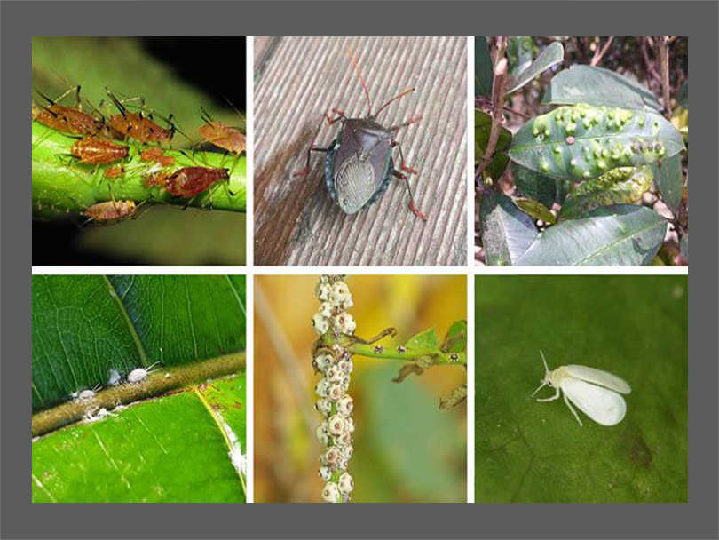 Identifying Houseplant Pests