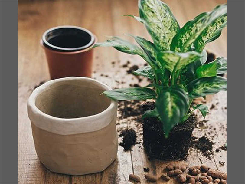 What Is the Proper Way to Repot Houseplants?