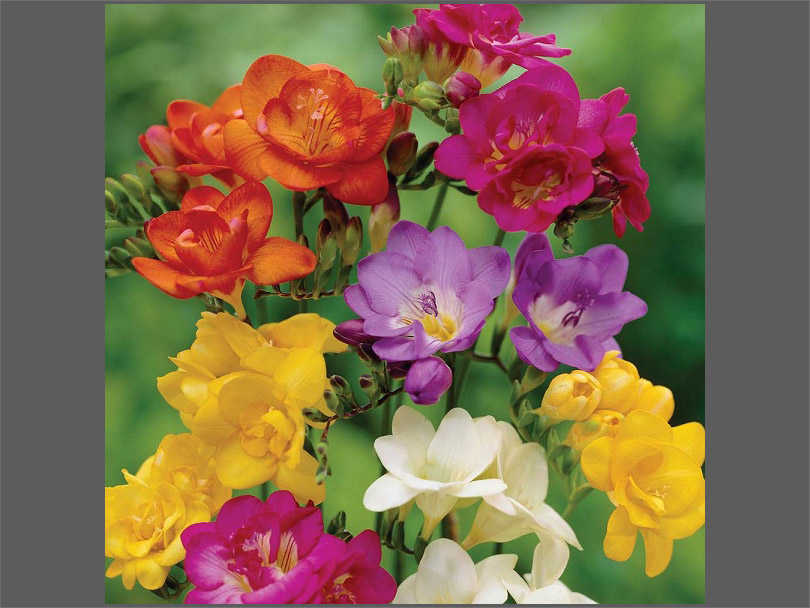 Getting to Know Freesia Flowers