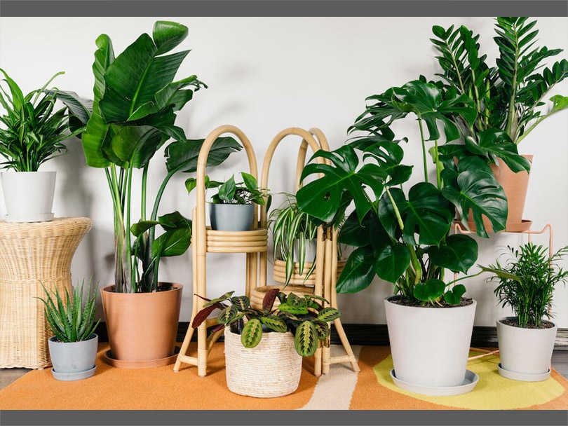 Air-Purifying Plants