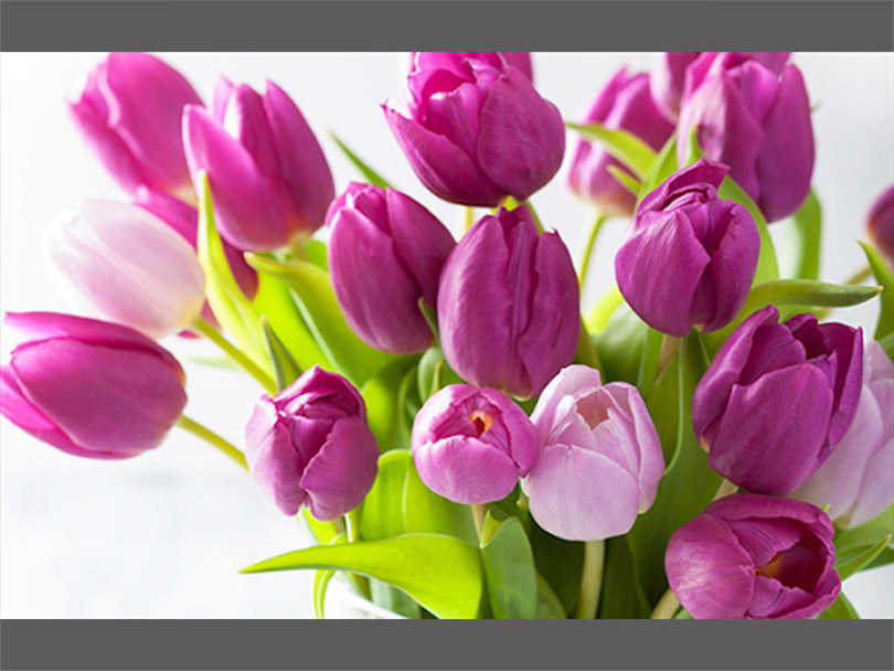 Getting to Know the Tulip