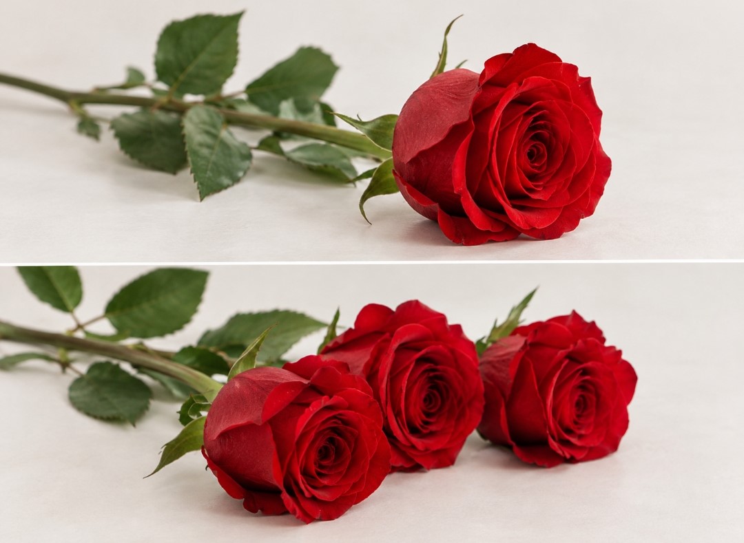 How to Keep Dutch Roses Fresh
