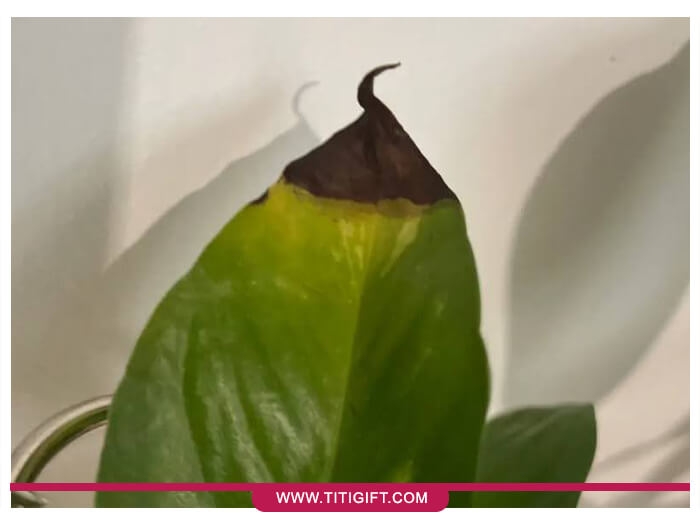 نوک سوخته پتوس