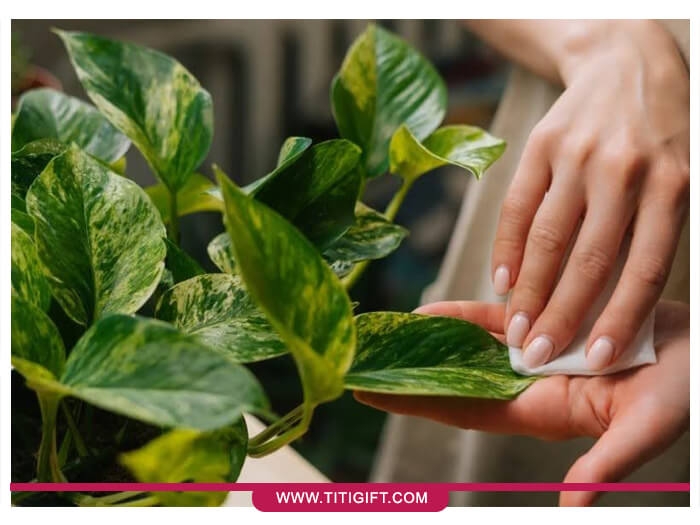 تمیزکردن برگ پتوس