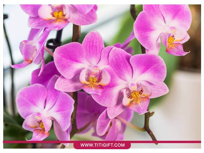 ارکیده فالانوپسیس