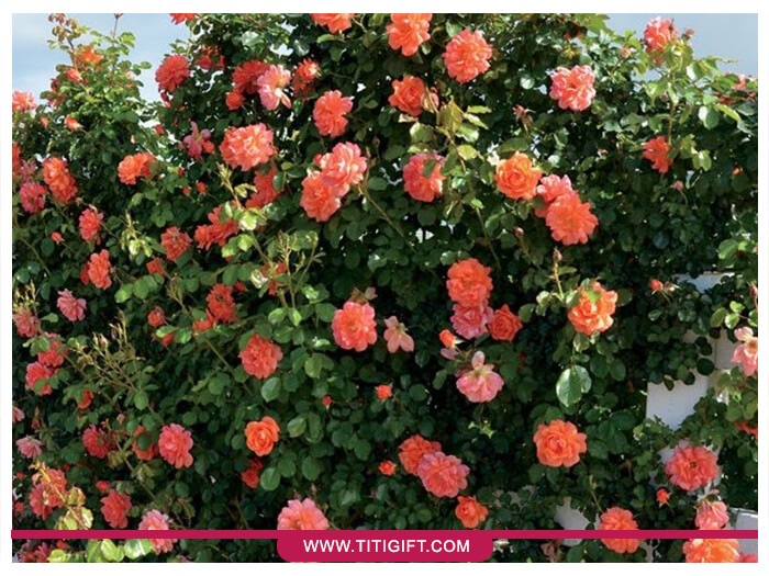 درختچه رز نارنجی