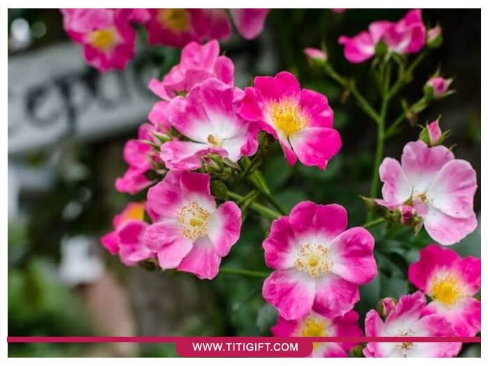 رزهای امریکن پیلار قرمز و سفید
