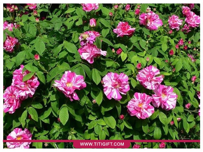 رز باغی قدیمی سفید و صورتی راه‌راه