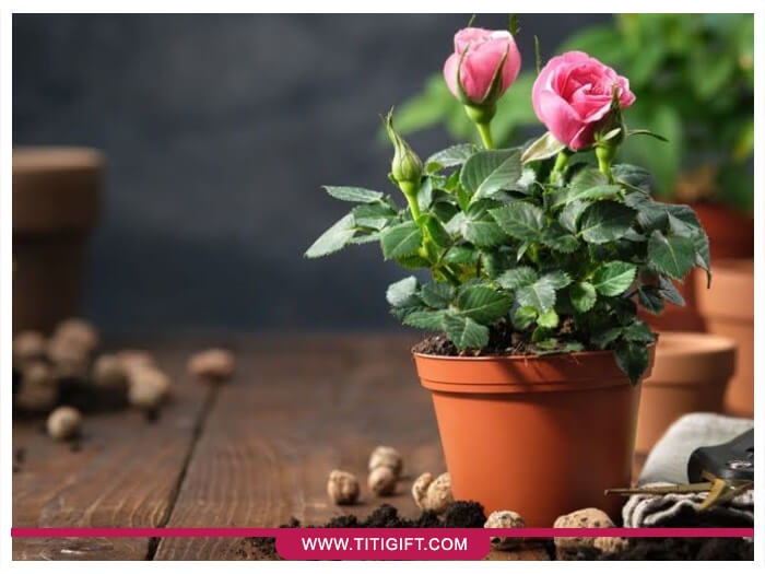 گل رز مینیاتوری