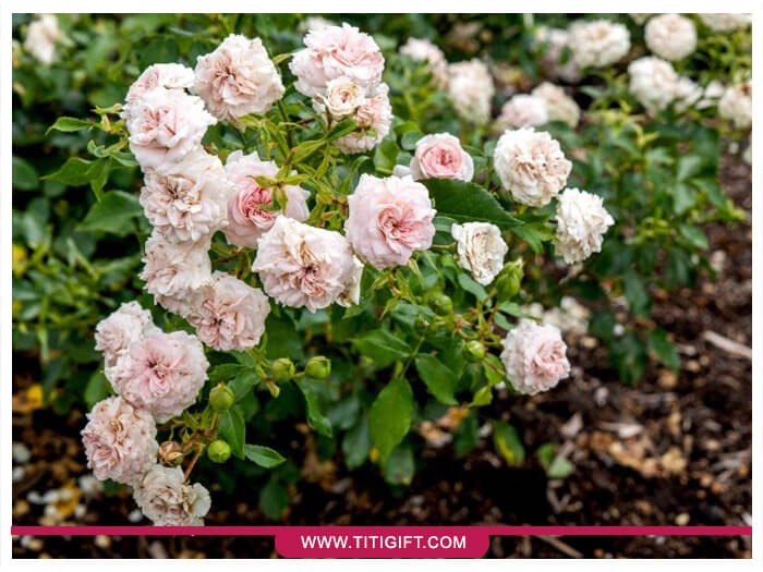 رز فلوریبوندا